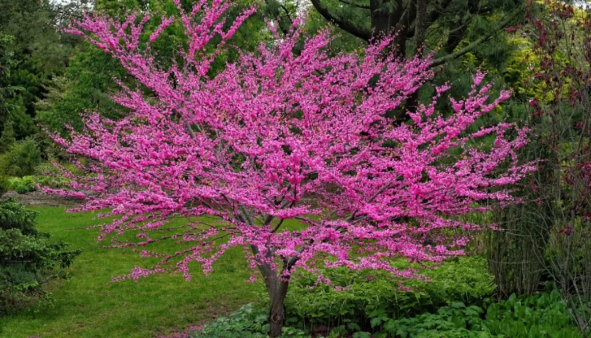 Radford Virginia Redbud Tree Nesselrod University Hokies Lodging Bed Breakfast