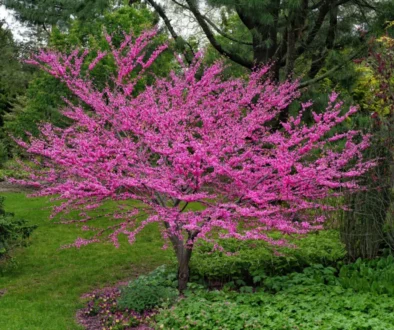 Radford Virginia Redbud Tree Nesselrod University Hokies Lodging Bed Breakfast