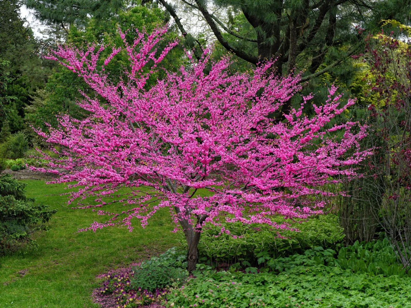 Radford Virginia Redbud Tree Nesselrod University Hokies Lodging Bed Breakfast