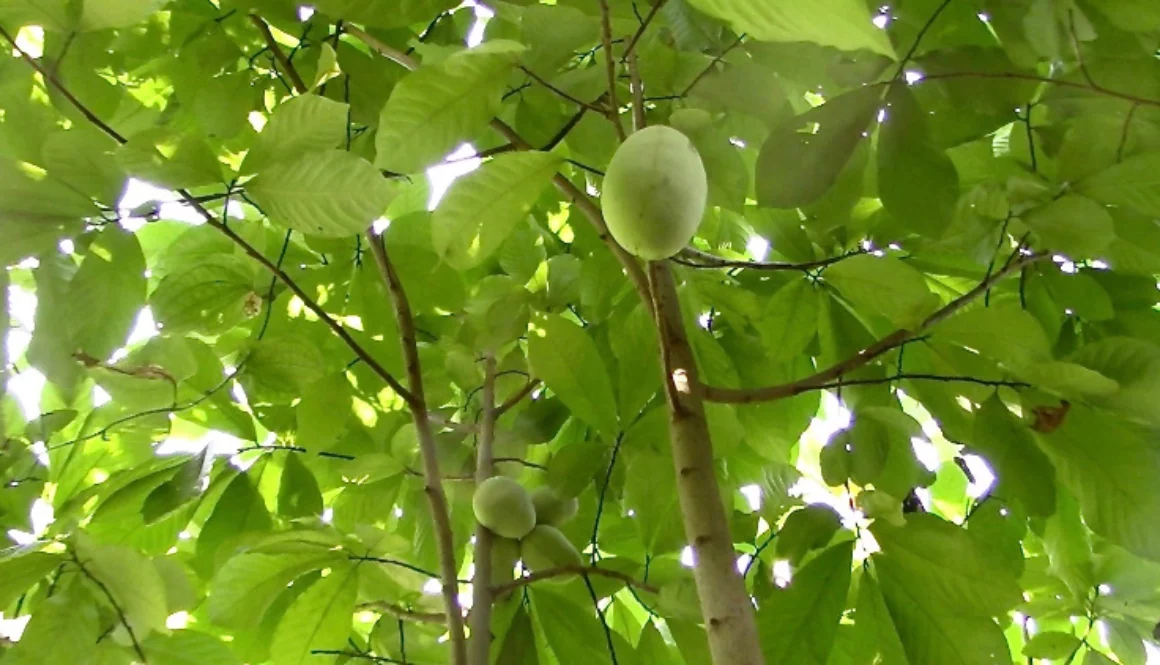 virginia paw paw tree fruit radford nesselrod pulaski county christiansburg blacksburg wedding venue