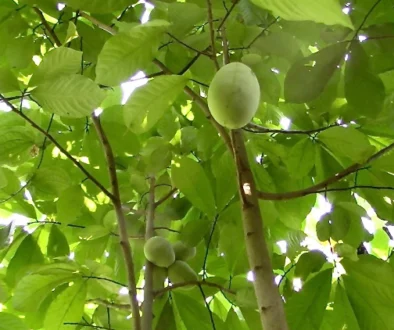 virginia paw paw tree fruit radford nesselrod pulaski county christiansburg blacksburg wedding venue