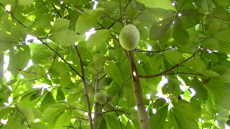 virginia paw paw tree fruit radford nesselrod pulaski county christiansburg blacksburg wedding venue